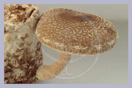 Lentinula edodes | Shiitake  Indoor Spawn-Bag